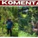 Alih Fungsi Lahan Picu Kerusakan DAS, KLHK Perkuat Rehabilitasi Hutan dan Lahan di Sulawesi Utara