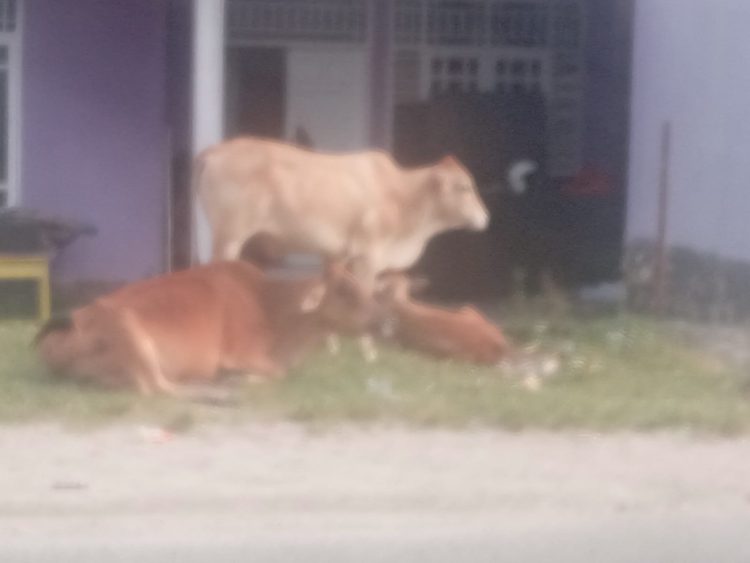 Hewan Ternak Liar Resahkan Warga Dembe I, DPC AKPERSI Duga Perda Tak Berjalan