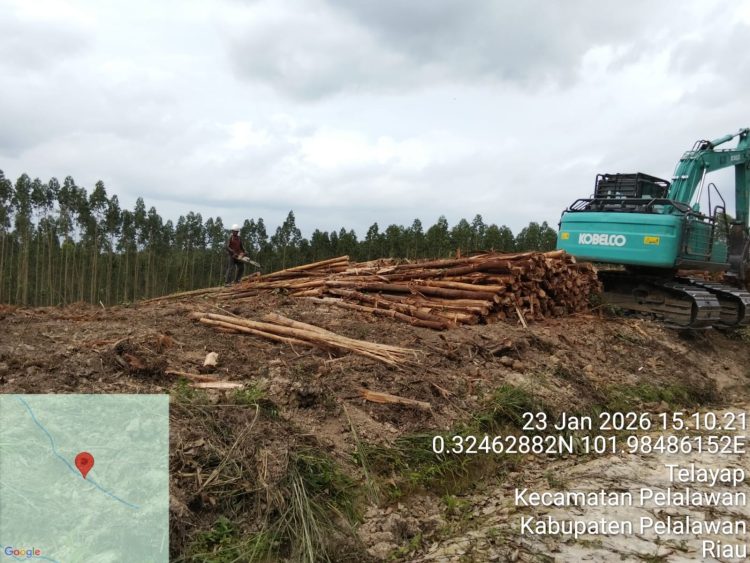 PT Arara abadi masih beraktivitas penebangan di lahan adat batin sengeri, Diduga melanggar putusan MA