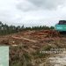 PT Arara abadi masih beraktivitas penebangan di lahan adat batin sengeri, Diduga melanggar putusan MA